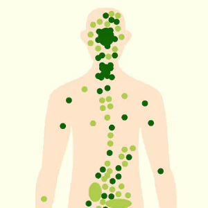 The Human Endocannabinoid System